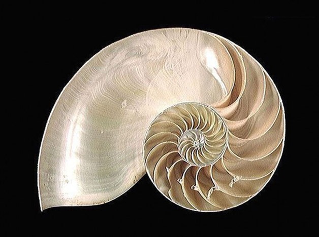 010-650x484