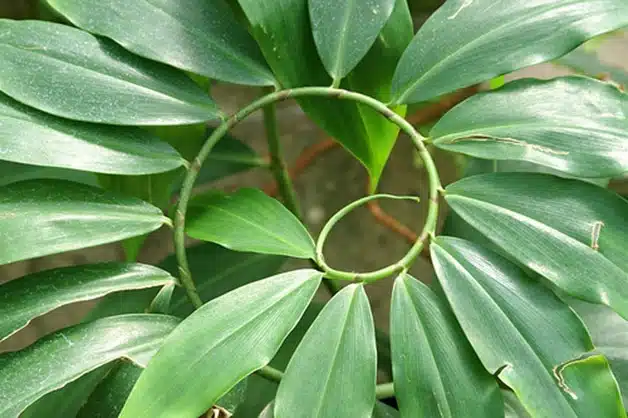 A proporção áurea está em tudo! Na natureza, na vida e em você 39 182577397_aa27d7830d