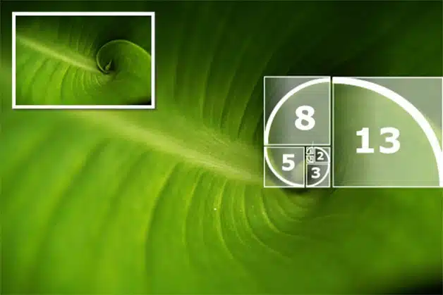 A proporção áurea está em tudo! Na natureza, na vida e em você 38 espiral_natureza_fibonacci-copy